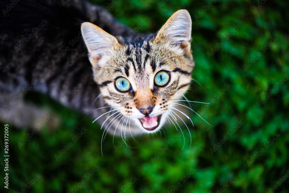 cat with amazing eyes cat with amazing eyes