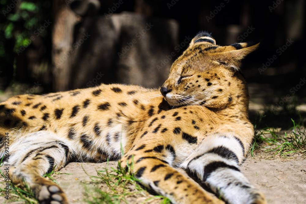 Obraz premium serval cat