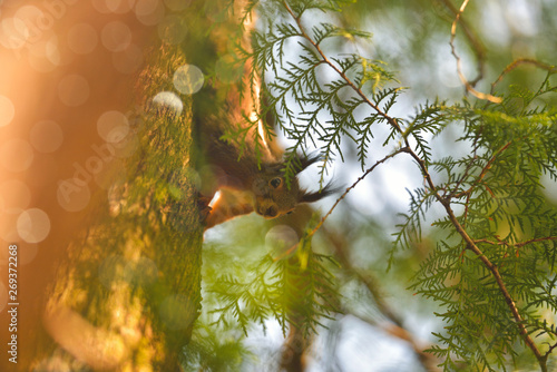 Red squirell (Sciurus vulgaris) on a green tree