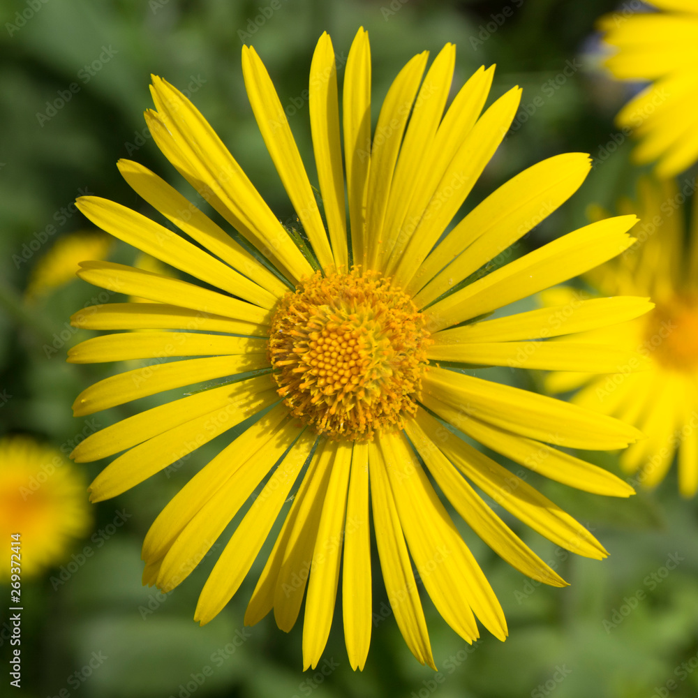 Closeup of yellow flower. In green background, beautiful flowers, green Closeup of yellow flower. In green background, beautiful flowers, green