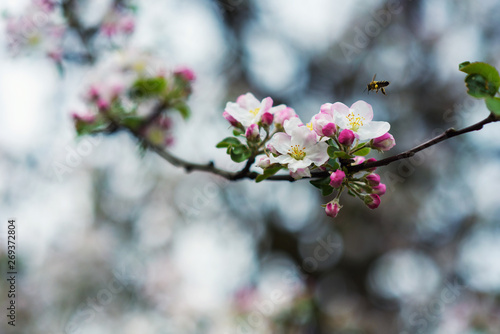 Bee and apple blossom