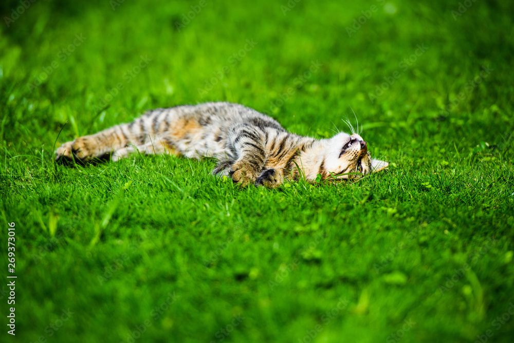 Obraz premium Cute cat on green grass