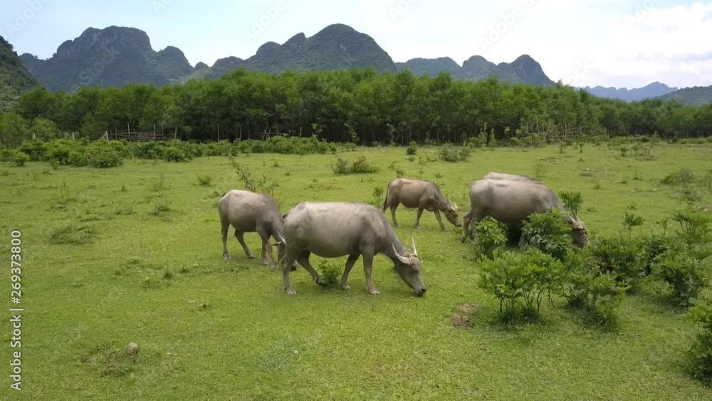 grey water buffaloes feed with fresh grass on large meadow against forest and mountains aerial view grey water buffaloes feed with fresh grass on large meadow against forest and mountains aerial view