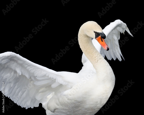 Beautiful majestic Mute Swan spreading her wings of white
