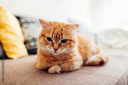 Fototapeta Naklejka Na Ścianę i Meble -  Ginger cat lying on couch in living room