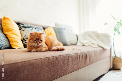 Obraz na plátně Ginger cat lying on couch in living room