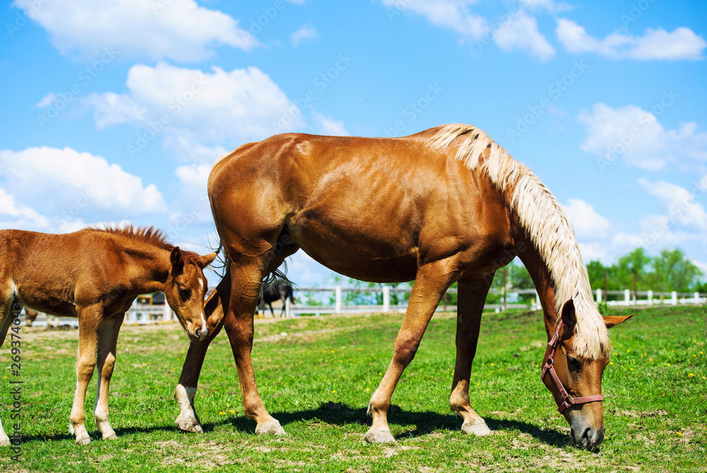 Obraz premium Mare and foal on a pasture together