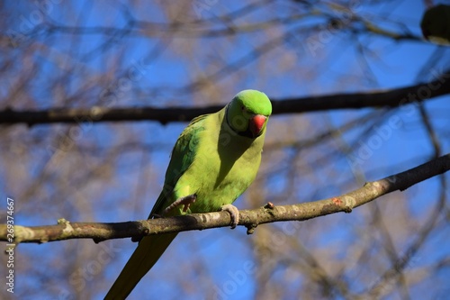Green rose-ringed parakeet on tree branch