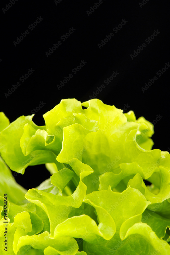 Fototapeta premium Fresh green salad isolated on black background