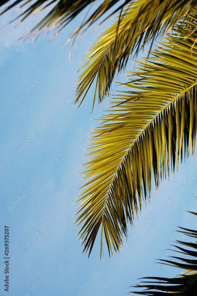 Palm leaves with sky
