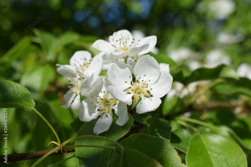white flowers against the blue sky, flowering Apple bushes