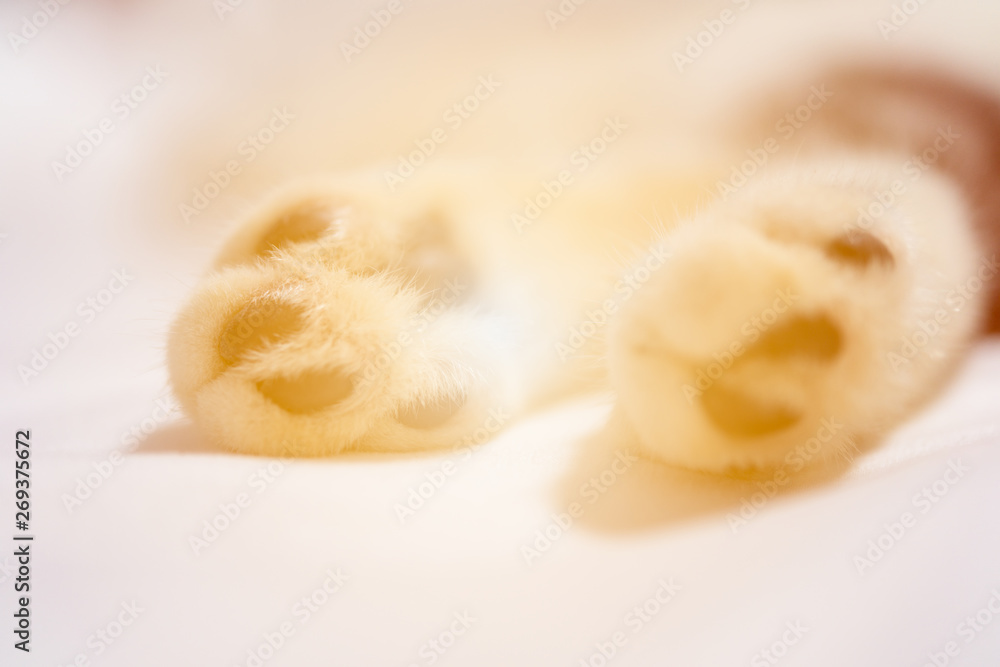 Close up cat paws on white sheet background,selective focus with sun light