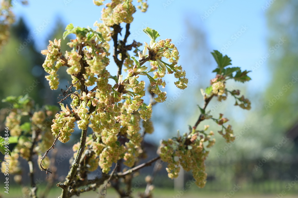 white flowers against the blue sky, flowering bushes white flowers against the blue sky, flowering bushes