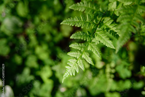 Green growing fern leaves