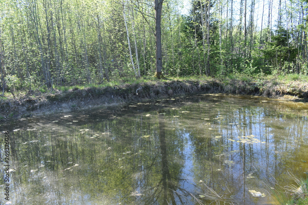 Obraz premium lake in the forest