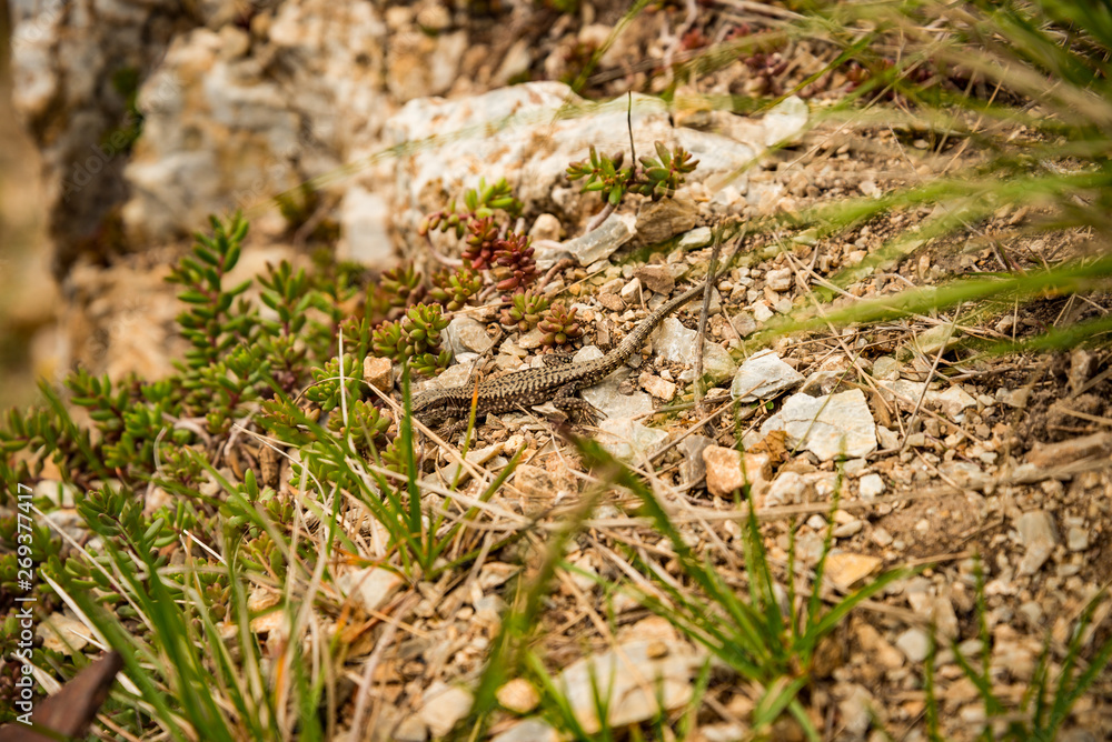 a lizard at peak of mountain in Hungary a lizard at peak of mountain in Hungary