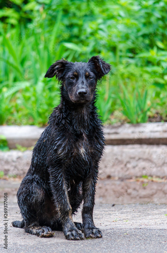 Lonely dirty black dog after rain.