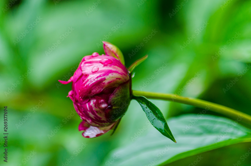 Peony bud with drops of water after a spring rain Peony bud with drops of water after a spring rain