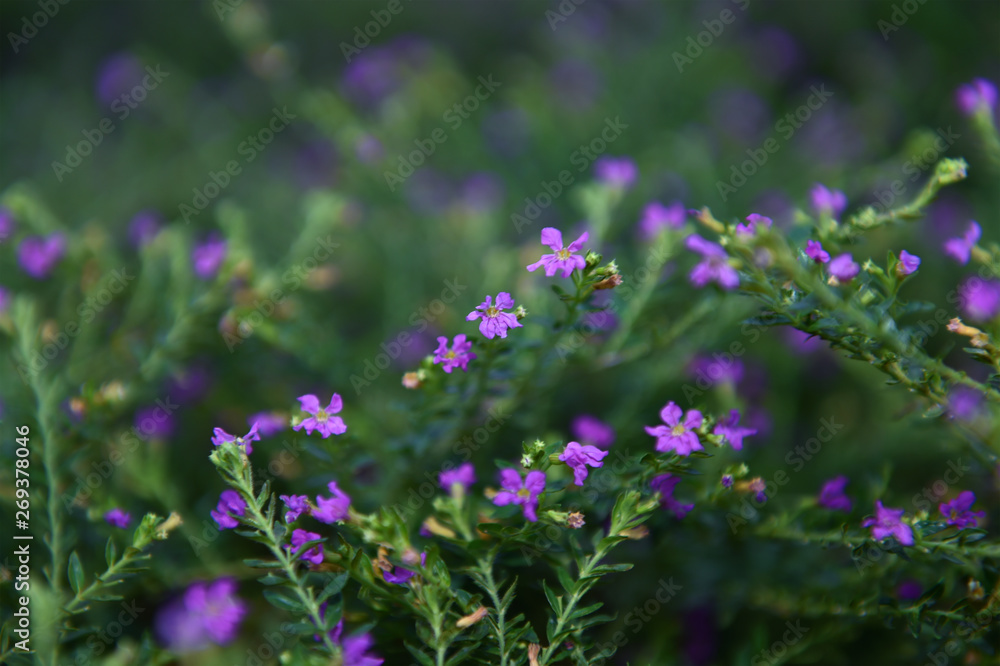 Beautiful flowers with purplish blue holes and flower pistils