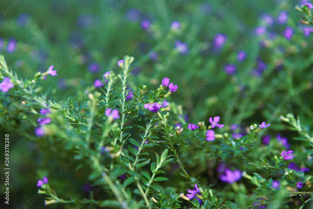 Obraz premium Beautiful flowers with purplish blue holes and flower pistils