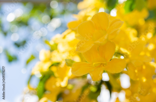 Close up beautiful yellow flowers with green leaves  over blue sky background Cat s Claw  Catclaw Vine  Cat s Claw Creeper plants