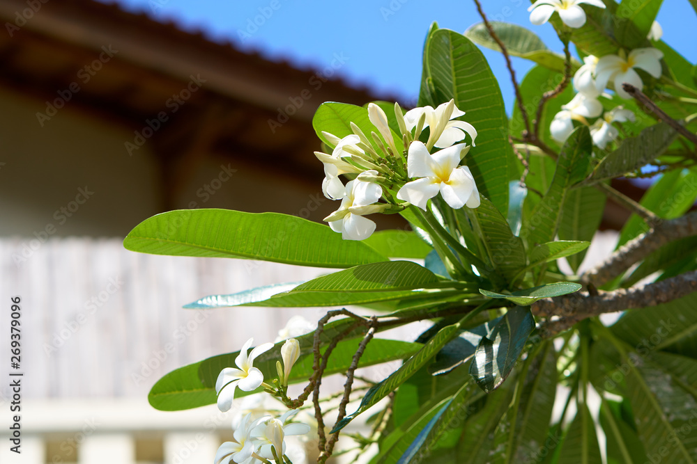 Obraz premium Tropical trees on the street of Seminyak, Bali.