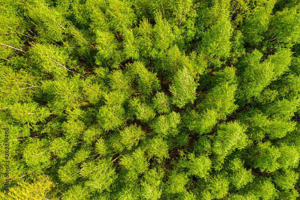 Top view of a young green forest in spring or summer Top view of a young green forest in spring or summer