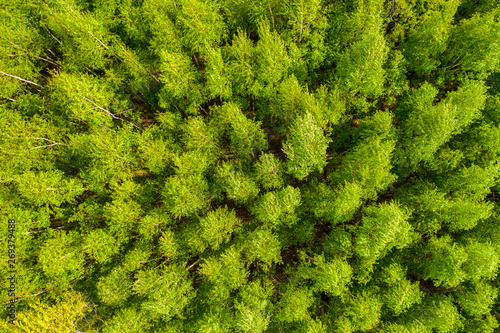 Top view of a young green forest in spring or summer