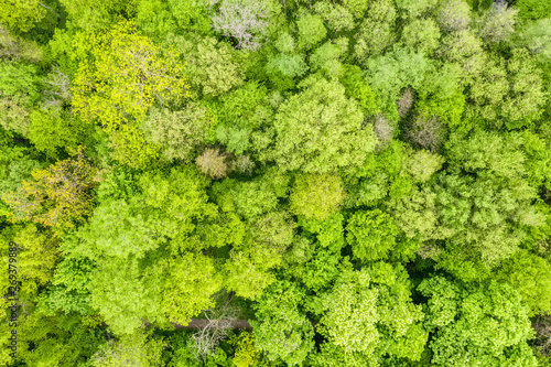 Green forest foliage aerial view woodland tree canopy nature background