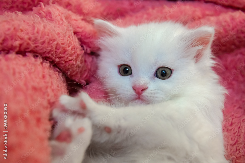 Nice little white kitty pets animal cat home hobby Nice little white kitty pets animal cat home hobby