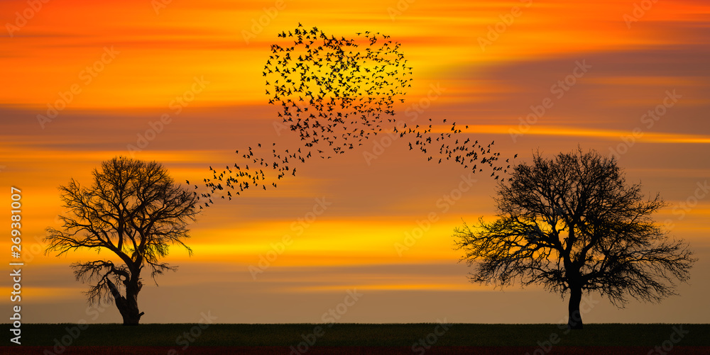 Silhouettes of flying birds and dead tree at sunset (in shape of heart)