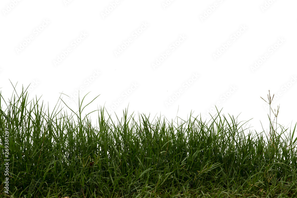 Grass isolated on white background. Clipping path. Grass isolated on white background. Clipping path.