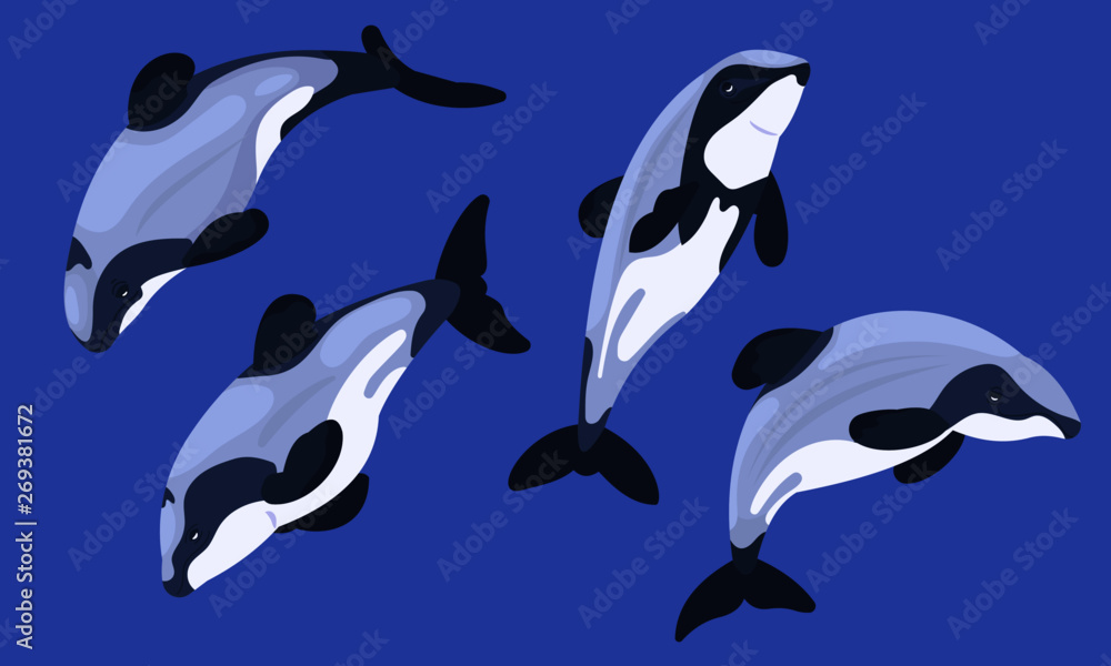 Fototapeta premium Maui's dolphin the world's rarest and smallest subspecies of dolphin