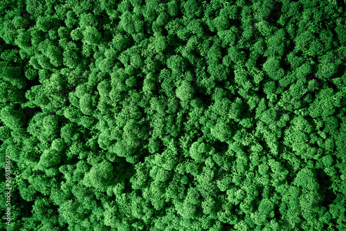 Natural texture of reindeer moss. Decoration made of lichen Cladonia rangiferina. Green moss on the wall.