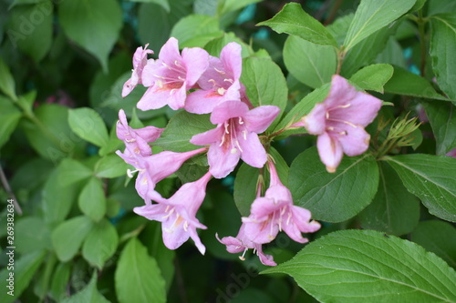 pink flowers in the garden