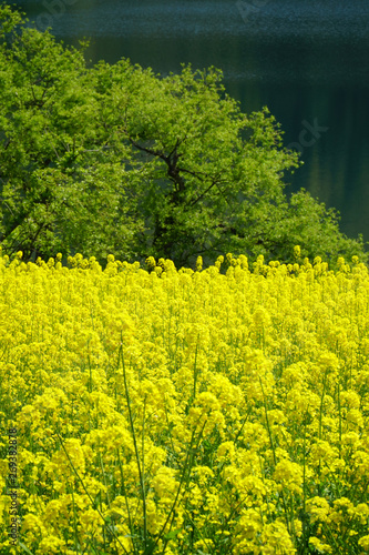 北竜湖の菜の花畑