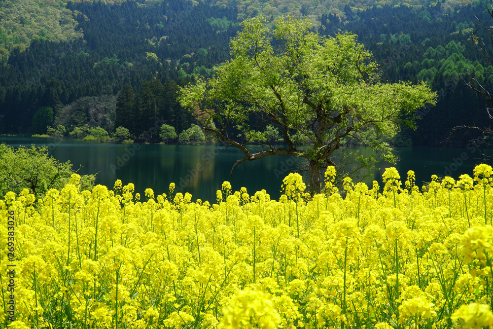 Obraz premium 北竜湖の菜の花畑