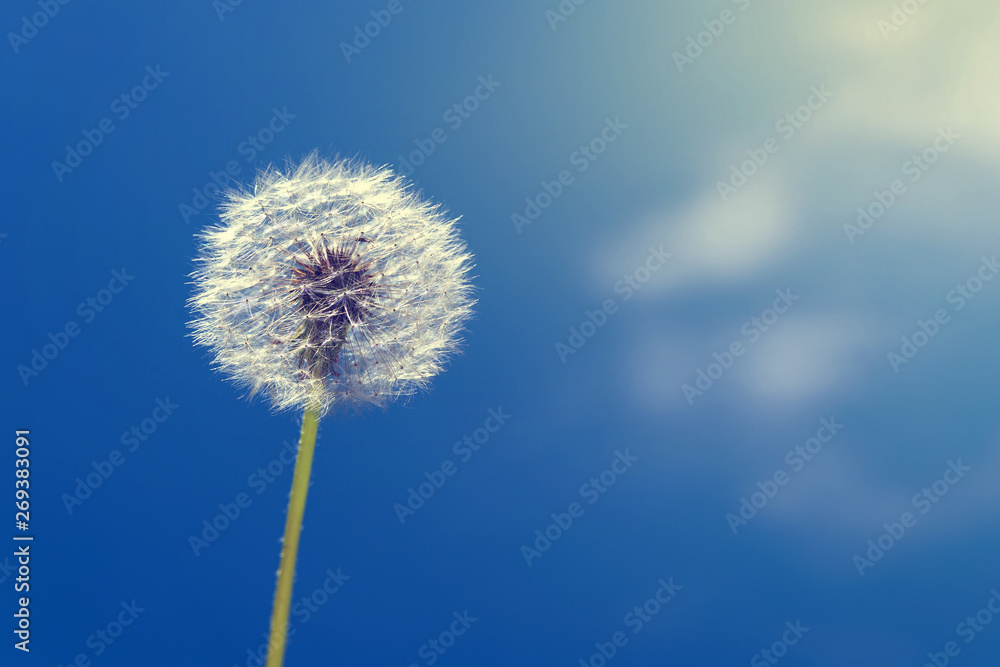 One dandelion on a background of blue sky and white clouds.