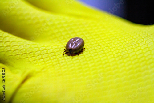 Two blood filled mites crawl along the green leaf photo