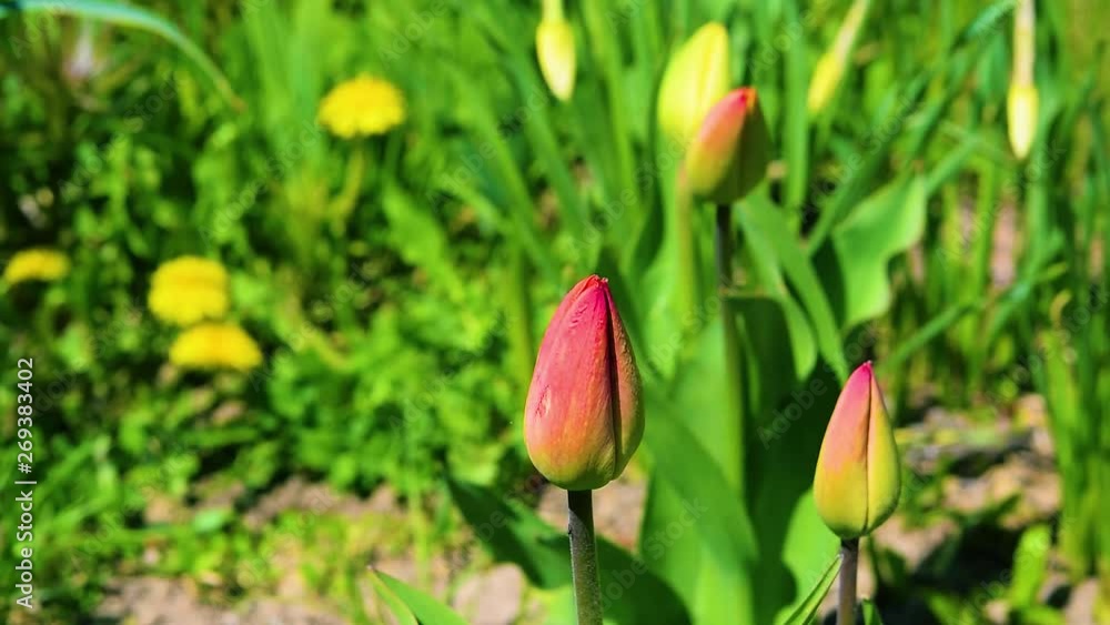 Undiscovered red Tulip Bud swaying in the wind among the green grass, spring green natural background Undiscovered red Tulip Bud swaying in the wind among the green grass, spring green natural background