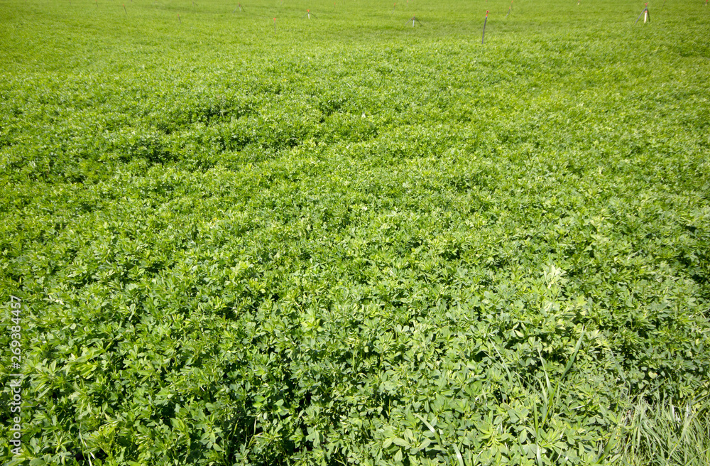 irrigation systems and large clover field irrigation systems and large clover field