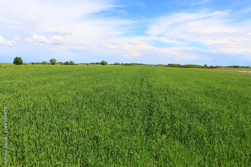 Wheat field against a blue sky