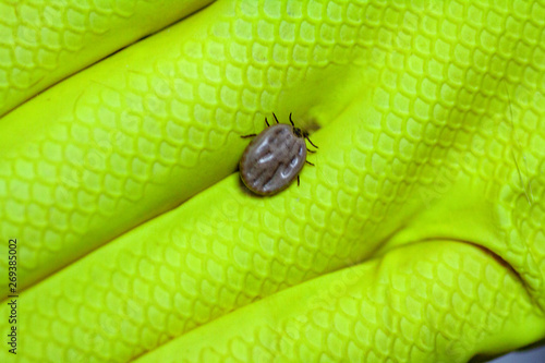 Two blood filled mites crawl along the green leaf photo