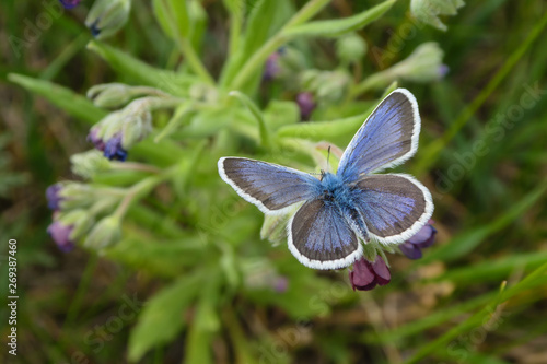Butterfly blue adonis. Blue Argus