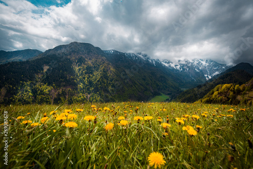 Flowers in Logar Valley between snowy mountains forest in Spring vacation tourist, Logarska dolina, Slovenia 