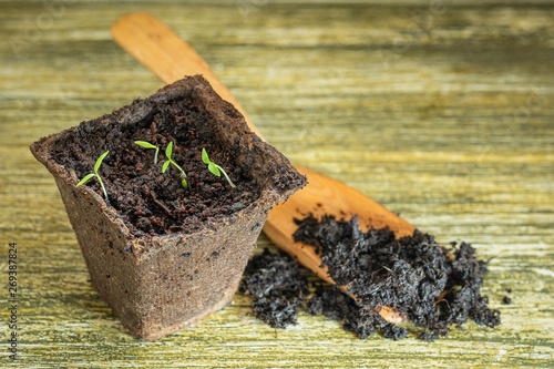 Parsley Sprouts in a Peat Pot