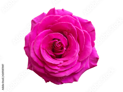 Chic Pink Purple Rose Macro On White Background