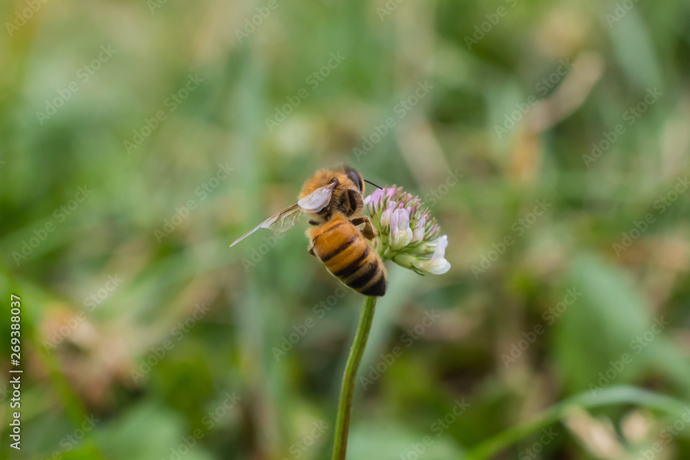 bee on flower bee on flower