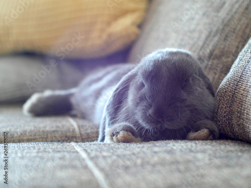 Baby bunny on sofa