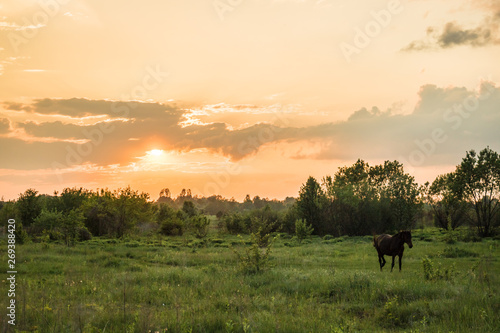 sunset in field